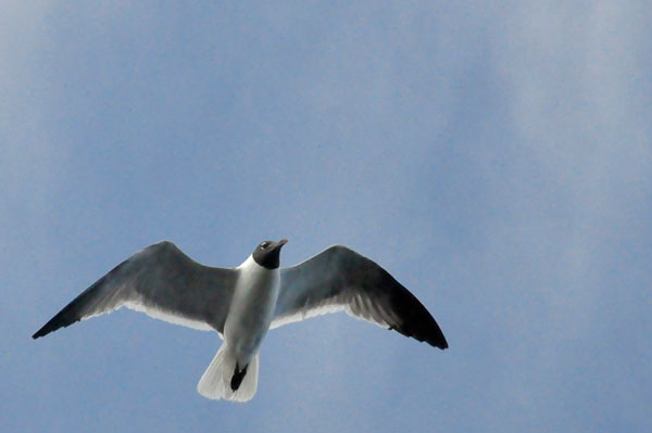 bird flying overhead